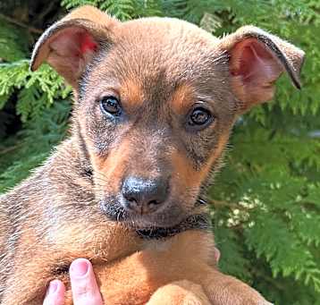 Photo of NY Peanut (Foster Yorktown)