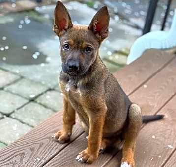 Photo of NY Jelly (Foster Yorktown)