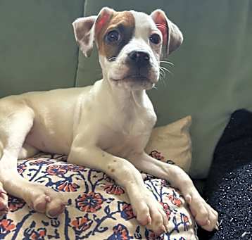 Photo of NY Holly (Foster Carmel)