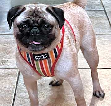 Photo of Sunny
