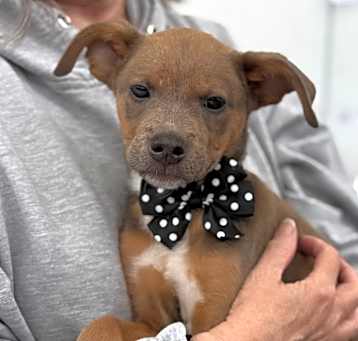 Photo of NY Hickory (Foster Carmel)