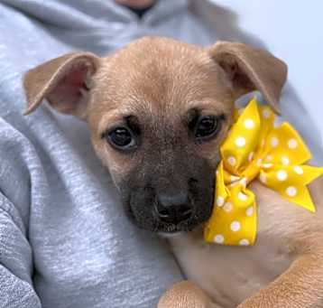 Photo of NY Ash (Foster Carmel)