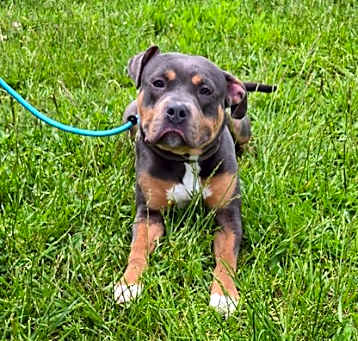 Photo of Oliver