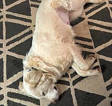 Photo of Stella