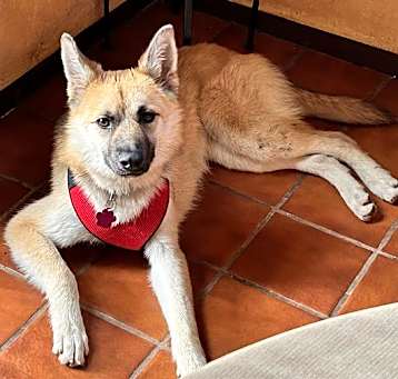 Photo of SPRITE- IN FOSTER