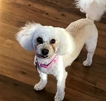 Photo of Luna
