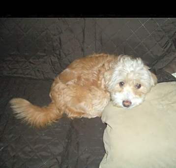 Photo of Coco