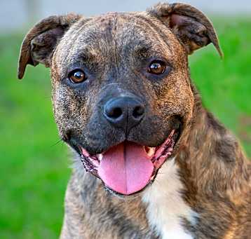Photo of Moose