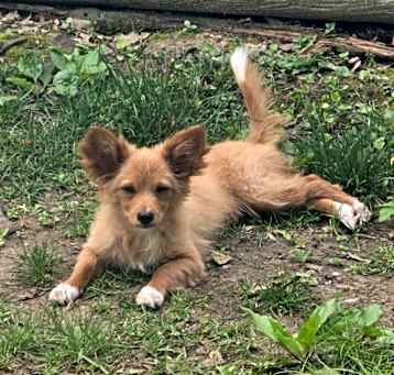 Photo of Little Dog