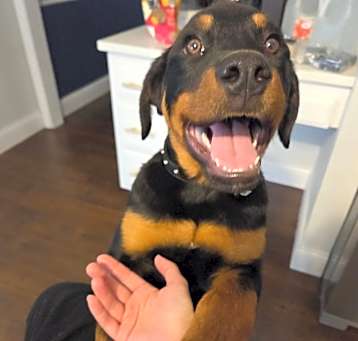 Photo of Colt