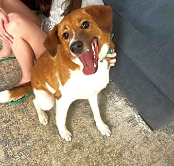 Photo of Benji