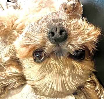 Photo of Papi the Shihtzu sweetheart!