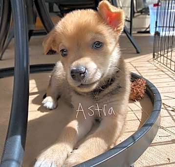 Photo of Astra - Playful & Curious! Good w/ Dogs & Kids!