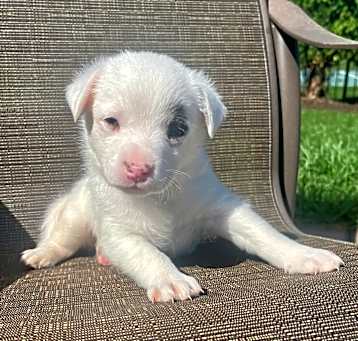 Photo of Mochi