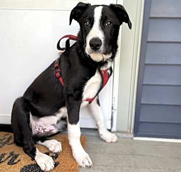 Photo of Domino