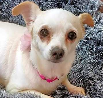 Photo of Poppy