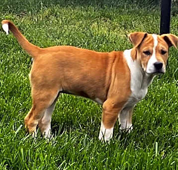 Photo of PUPPY GLORIA