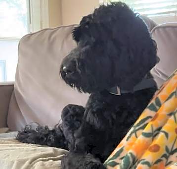 Photo of Daisy Doodle