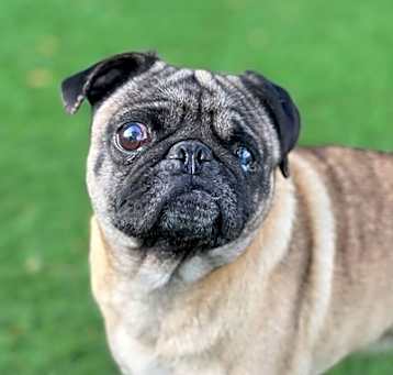 Photo of Max