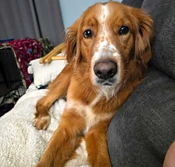 Photo of Lucky