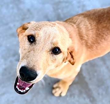 Photo of Buttercup (17) - Costa Mesa Location