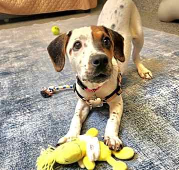 Photo of Pirate Pup: Jilly Buckets