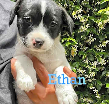 Photo of Ethan