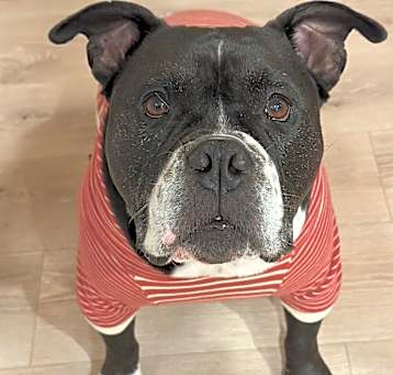 Photo of Brick