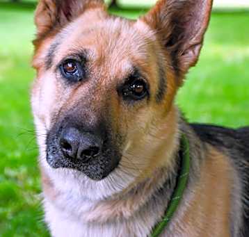 Photo of Rover