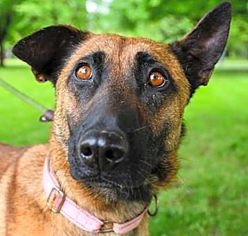 Photo of Brownie