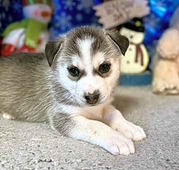Photo of Frosty (Winter Litter Pups)