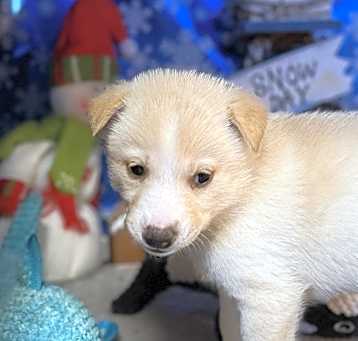 Photo of Snowball (Winter Litter Pups)