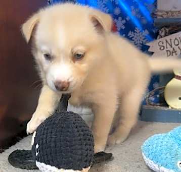 Photo of Snowflake (Winter litter Pups)