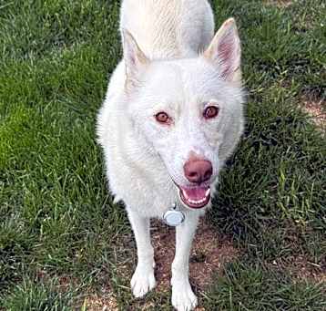 Photo of Snow (Mom of  Winter Pups)