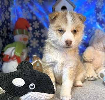 Photo of Icicle (Winter Litter Pups)