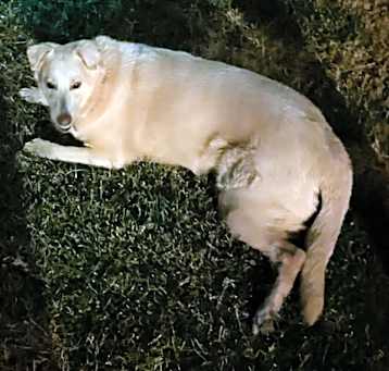 Photo of Nala