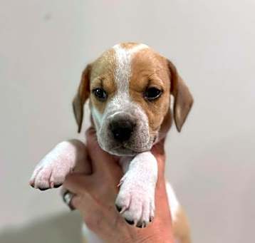 Photo of Piper - Preppy Pup Litter