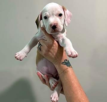 Photo of Paige - Preppy Pup Litter