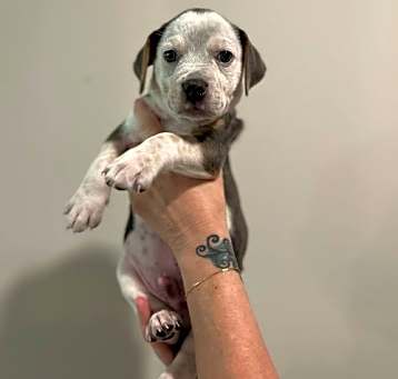 Photo of Porter - Preppy Pup Litter