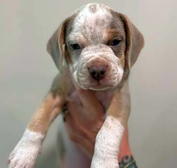 Photo of Payton - Preppy Pup Litter