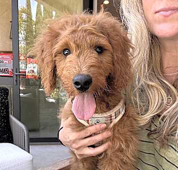 Photo of Biscuit