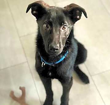 Photo of Baloo