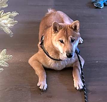 Photo of Shohei