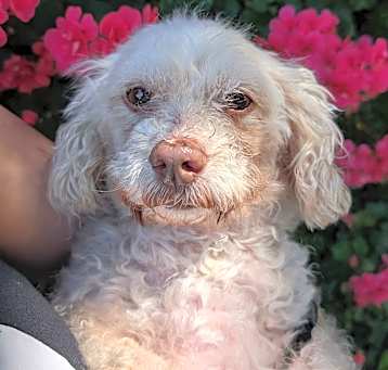 Photo of Lilly
