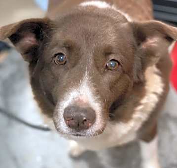 Photo of Lacey