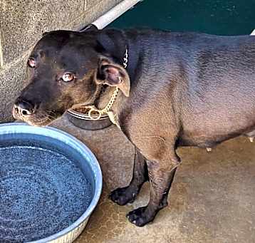 Photo of Pit