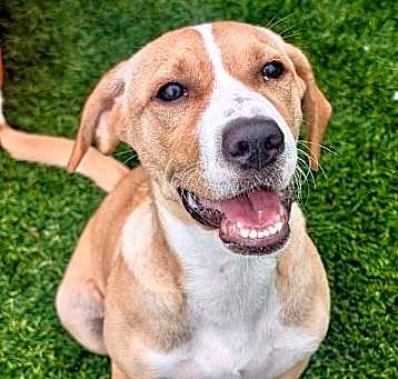 Photo of Hazelnut-Beautiful puppy!