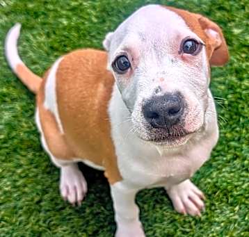 Photo of Shazam-Adorable Puppy!
