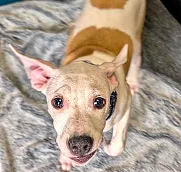Photo of Shea-Sweet Girl!