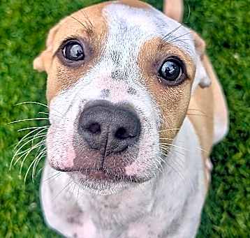 Photo of Spencer- Adorable Puppy!